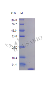 Recombinant Rat Chemokine (C-C motif) ligand 24 protein (Ccl24) (Active) | CSB-AP001591RA