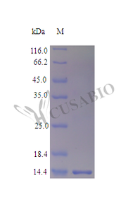 Recombinant Mouse Fatty acid-binding protein, liver protein (Fabp1) (Active) | CSB-AP000551MO