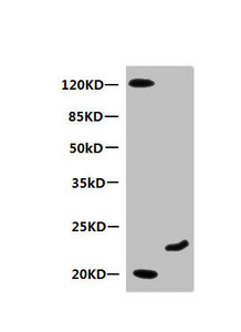 Western Blot<br />
 All lanes: Mouse anti-Human Myoglobin monoclonal antibody at 0.3µg/ml<br />
 Lane 1: Mouse heart muscle lysate<br />
 Lane 2: Recombinant Myoglobin at 10µg<br />
 Secondary HRP labeled Goat polyclonal to Mouse IgG at 1/3000 dilution<br />
 Predicted band size: 18 kDa<br />
 Observed band size: 20 kDa<br />
 Additional bands at: 120 kDa<br />