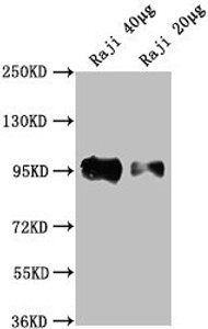 Western Blot<br />
 Positive WB detected in: Raji whole cell lysate<br />
 All lanes: CD19 antibody at 1:2000<br />
 Secondary<br />
 Goat polyclonal to Mouse IgG at 1/10000 dilution<br />
 Predicted band size: 61 kDa<br />
 Observed band size: 95 kDa<br />