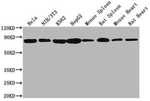 Western Blot<br />
 Positive WB detected in: Hela whole cell lysate, NIH/3T3 whole cell lysate, K562 whole cell lysate, HepG2 whole cell lysate, Mouse spleen tissue, Rat spleen tissue, Mouse heart tissue, Rat heart tissue <br />
 All lanes HSPA8 antibody at 1:2000<br />
 Secondary<br />
 Goat polyclonal to mouse IgG at 1/50000 dilution<br />
 Predicted band size: 70~75 KDa<br />
 Observed band size: 70~75 KDa<br />
 Exposure time: 10s