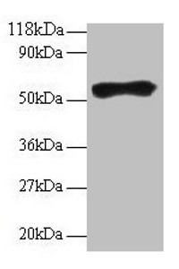 Western blot<br />
 All lanes: Goat IgG heavy chain antibody at 2µg/ml + Goat serum at 1: 100<br />
 Secondary<br />
 Rabbit polyclonal to Guinea pig IgG at 1/15000 dilution<br />
 Predicted band size: 55 kDa<br />
 Observed band size: 55 kDa<br />