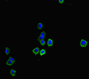 Immunofluorescent analysis of HepG2 cells using CSB-PA723970LA01RA at dilution of 1:100 and Alexa Fluor 488-congugated AffiniPure Goat Anti-Rabbit IgG (H+L)