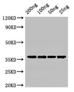 Western Blot<br />
 Positive WB detected in Recombinant protein<br />
 All lanes: GAPDH antibody at 3µg/ml<br />
 Secondary<br />
 Goat polyclonal to rabbit IgG at 1/50000 dilution<br />
 predicted band size: 36 kDa<br />
 observed band size: 36 kDa<br />