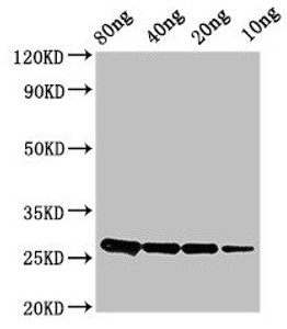 Western Blot<br />
 Positive WB detected in Recombinant protein<br />
 All lanes: ptsH antibody at 2.8µg/ml<br />
 Secondary<br />
 Goat polyclonal to rabbit IgG at 1/50000 dilution<br />
 Predicted band size: 26 kDa<br />
 Observed band size: 26 kDa<br />