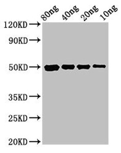 Western Blot<br />
 Positive WB detected in Recombinant protein<br />
 All lanes: cysP antibody at 3µg/ml<br />
 Secondary<br />
 Goat polyclonal to rabbit IgG at 1/50000 dilution<br />
 Predicted band size: 50 kDa<br />
 Observed band size: 50 kDa<br />