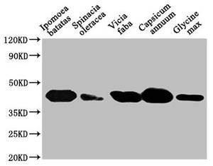 Western Blot<br />
 Positive WB detected in: Ipomoea batatas leaf tissue, Spinacia oleracea leaf tissue, Vicia faba leaf tissue, Capsicum annuum leaf tissue, Glycine max leaf tissue<br />
 All lanes: GLO1 antibody at 1:1000<br />
 Secondary<br />
 Goat polyclonal to rabbit IgG at 1/50000 dilution<br />
 Predicted band size: 41, 39 kDa<br />
 Observed band size: 41 kDa<br />