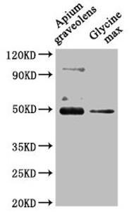 Western Blot<br />
 Positive WB detected in: Apium graveolens leaf tissue, Glycine max leaf tissue<br />
 All lanes: CRD1 antibody at 1:1000<br />
 Secondary<br />
 Goat polyclonal to rabbit IgG at 1/50000 dilution<br />
 Predicted band size: 48 kDa<br />
 Observed band size: 48 kDa<br />