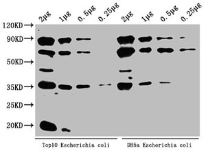 Western Blot<br />
 Positive WB detected in: Top10 Escherichia coli lysate, DH5α Escherichia coli lysate<br />
 All lanes: ppsA antibody at 1:2000<br />
 Secondary<br />
 Goat polyclonal to rabbit IgG at 1/50000 dilution<br />
 Predicted band size: 88 kDa<br />
 Observed band size: 88 kDa<br />