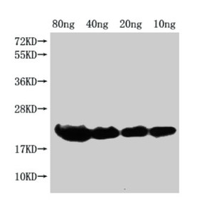 Western Blot<br />
 Positive WB detected in Recombinant protein<br />
 All lanes: hns antibody at 1:2000<br />
 Secondary<br />
 Goat polyclonal to rabbit IgG at 1/50000 dilution<br />
 Predicted band size: 19 kDa<br />
 Observed band size: 21 kDa<br />