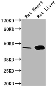 Western Blot<br />
 Positive WB detected in: Rat Heart tissue, Rat Liver tissue<br />
 All lanes: Ren1 antibody at 1:1000<br />
 Secondary<br />
 Goat polyclonal to rabbit IgG at 1/50000 dilution<br />
 Predicted band size: 45 kDa<br />
 Observed band size: 45 kDa<br />