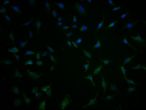 Immunofluorescence staining of U251 cells with CSB-PA732237LA01HU at 1:100, counter-stained with DAPI. The cells were fixed in 4% formaldehyde and blocked in 10% normal Goat Serum. The cells were then incubated with the antibody overnight at 4°C. The secondary antibody was Alexa Fluor 488-congugated AffiniPure Goat Anti-Rabbit IgG (H+L) .