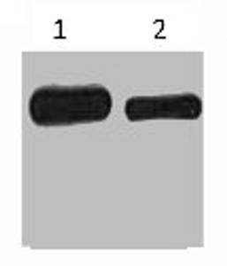 Western blot analysis of His-MBP-C-Myc recombinant protein, diluted at 1) 1:5000 2) 1:10000