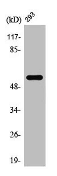 Western Blot analysis of 293 cells using T3JAM Polyclonal Antibody Western Blot analysis of 293 cells using T3JAM Polyclonal Antibody