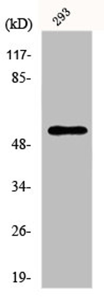 Western Blot analysis of 293 cells using Ephrin-B1/2 Polyclonal Antibody Western Blot analysis of 293 cells using Ephrin-B1/2 Polyclonal Antibody