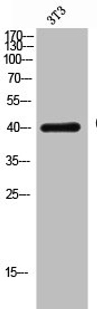 Western Blot analysis of 3T3 cells using CD33 Polyclonal Antibody Western Blot analysis of 3T3 cells using CD33 Polyclonal Antibody