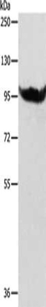 Gel: 8%SDS-PAGE, Lysate: 40 μg, Lane: SP20 cells, Primary antibody: CSB-PA953606 (AARS2 Antibody) at dilution 1/600, Secondary antibody: Goat anti rabbit IgG at 1/8000 dilution, Exposure time: 15 seconds Gel: 8%SDS-PAGE, Lysate: 40 μg, Lane: SP20 cells, Primary antibody: CSB-PA953606 (AARS2 Antibody) at dilution 1/600, Secondary antibody: Goat anti rabbit IgG at 1/8000 dilution, Exposure time: 15 seconds