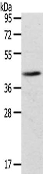 Gel: 8%SDS-PAGE, Lysate: 40 μg, , Primary antibody: CSB-PA235900 (ADRB3 Antibody) at dilution 1/200 dilution, Secondary antibody: Goat anti rabbit IgG at 1/8000 dilution, Exposure time: 2 minutes Gel: 8%SDS-PAGE, Lysate: 40 μg, , Primary antibody: CSB-PA235900 (ADRB3 Antibody) at dilution 1/200 dilution, Secondary antibody: Goat anti rabbit IgG at 1/8000 dilution, Exposure time: 2 minutes