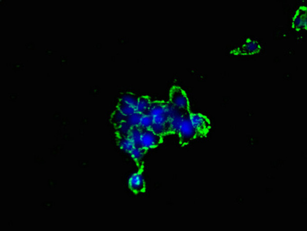 Immunofluorescent analysis of 293 cells using CSB-PA009458ESR2HU at dilution of 1:100 and Alexa Fluor 488-congugated AffiniPure Goat Anti-Rabbit IgG (H+L) Immunofluorescent analysis of 293 cells using CSB-PA009458ESR2HU at dilution of 1:100 and Alexa Fluor 488-congugated AffiniPure Goat Anti-Rabbit IgG (H+L)