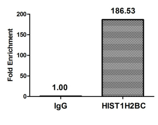 Chromatin Immunoprecipitation Hela (10<sup>6</sup>, treated with 30mM sodium butyrate for 4h) were treated with Micrococcal Nuclease, sonicated, and immunoprecipitated with 5µg anti-HIST1H2BC (CSB-PA010403OA116acHU) or a control normal rabbit IgG. The resulting ChIP DNA was quantified using real-time PCR with primers against the β-Globin promoter. Chromatin Immunoprecipitation Hela (10<sup>6</sup>, treated with 30mM sodium butyrate for 4h) were treated with Micrococcal Nuclease, sonicated, and immunoprecipitated with 5µg anti-HIST1H2BC (CSB-PA010403OA116acHU) or a control normal rabbit IgG. The resulting ChIP DNA was quantified using real-time PCR with primers against the β-Globin promoter.