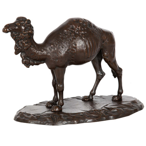 Standing Dromedary Camel | Exquisitely Cast