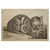 "The Large Cat", engraving on paper | Francois Vivares after Cornelis Visscher