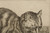"The Large Cat" | Engraving by Francois Vivares after Cornelis Visscher