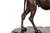 Standing Dromedary Camel | Exquisitely Cast