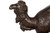 Standing Dromedary Camel | Exquisitely Cast