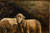 “Sheep in Stable” | Charles Emile Jacque