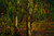 A Wooded Landscape | Charles W. Svensson
