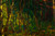 A Wooded Landscape | Charles W. Svensson