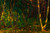 A Wooded Landscape | Charles W. Svensson