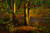 A Wooded Landscape | Charles W. Svensson