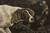 "Phillis, a Pointer of Lord Clermont's" | Mezzotint by Benjamin Green after George Stubbs