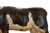 Whimsical Folk Art Carved Holstein Pull Toy