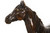 "Ibrahim - Arabian Stallion" | Pierre-Jules Mene