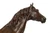 "Rinbow - Cheval Arabe" | Christophe Fratin