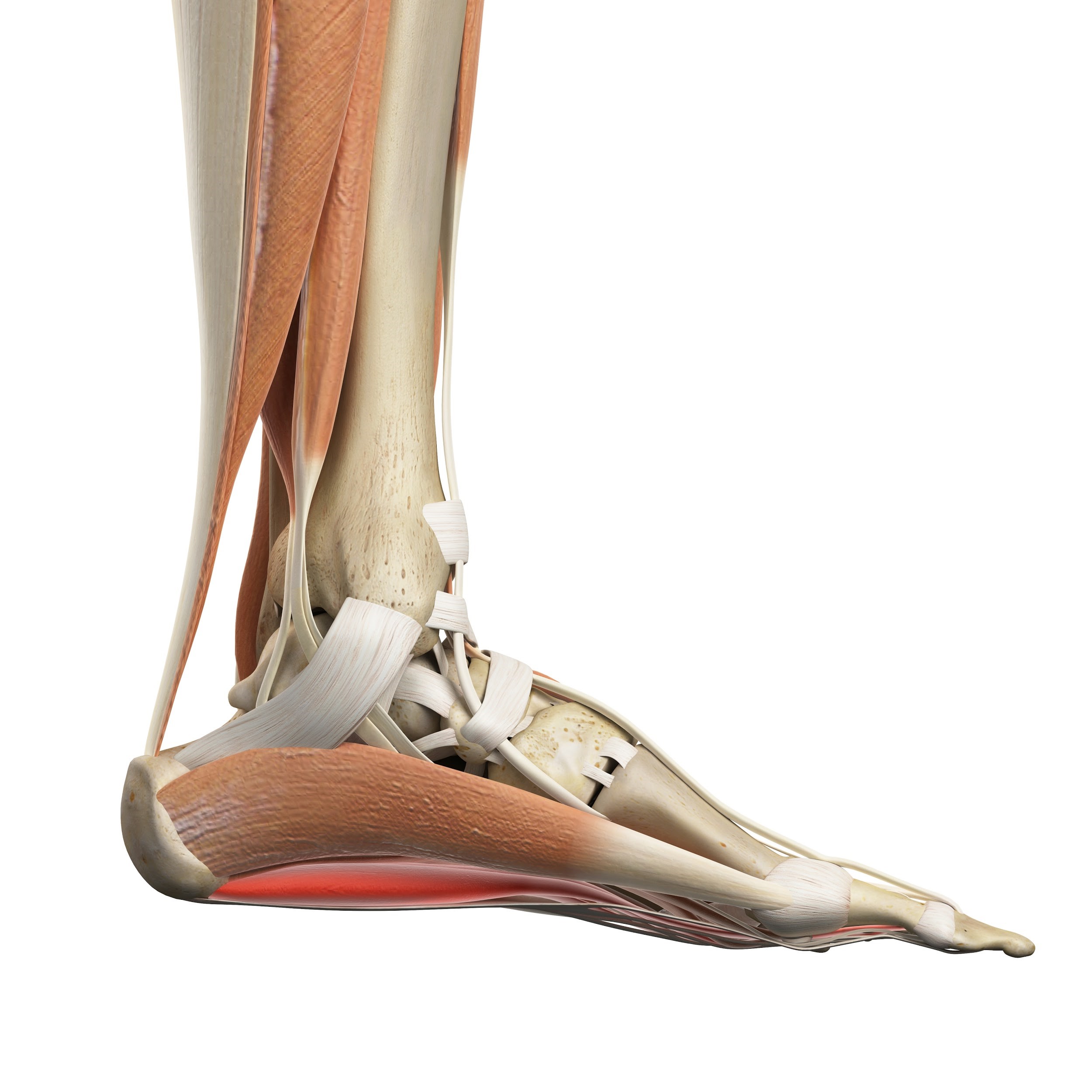 How to Use Metatarsal Pads Pedag USA