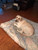 Custom Nautical Chart Pet Beds