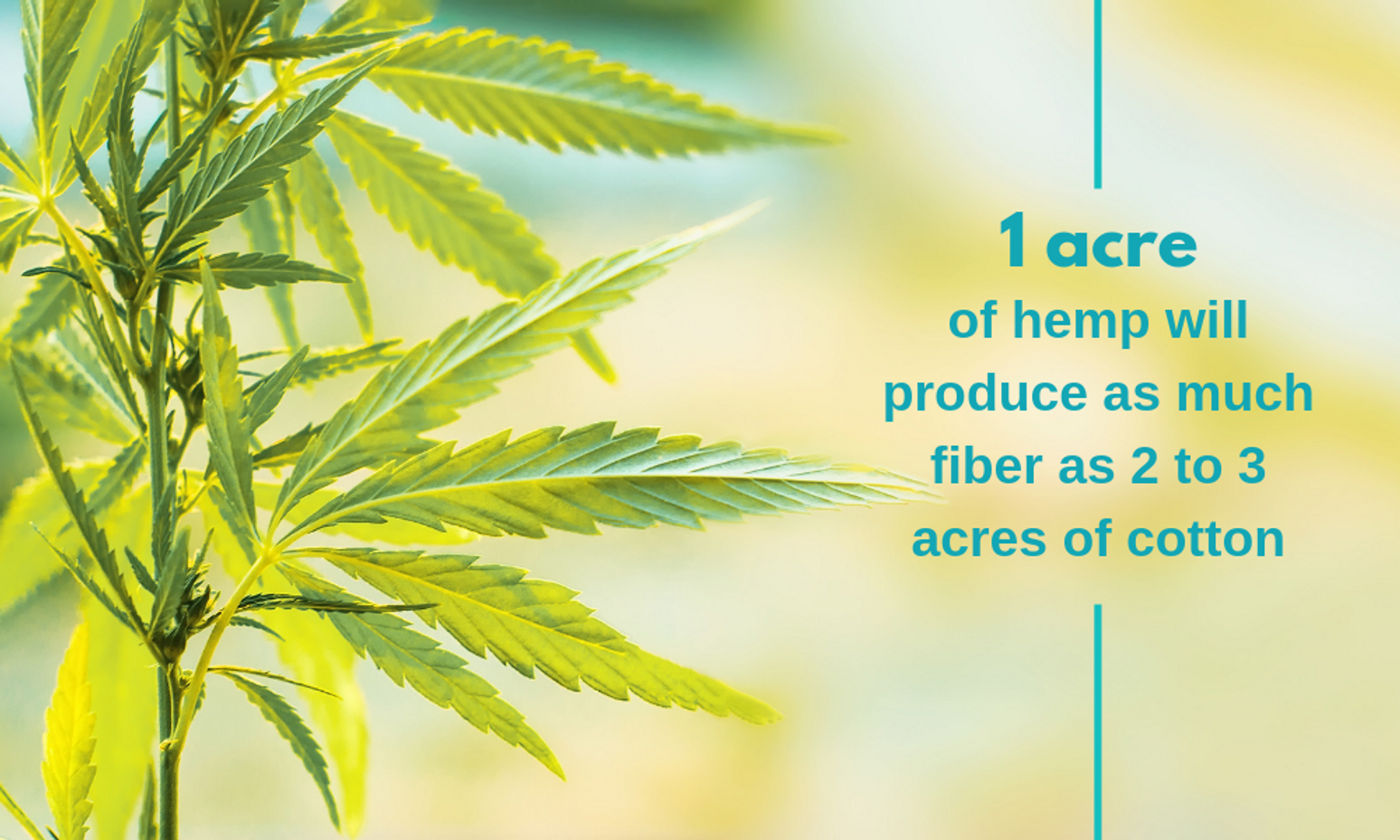 5 of the Most Valuable Uses for Industrial Hemp