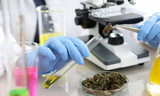 Types of Lab Equipment Used in Hemp Research