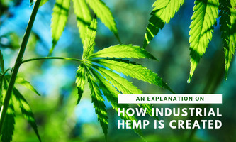 An Explanation on How Industrial Hemp is Created