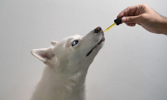 What to Know About CBD Oil in the Pet Industry 