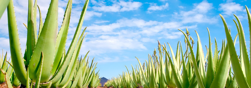 Aloe Vera: Nature’s Gift to You Aloe Vera: Nature’s Gift to You