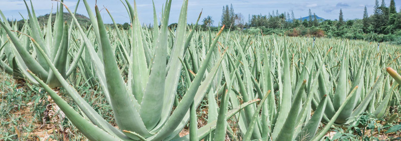 Your Go-To Summer Skincare Ingredient: Aloe Vera