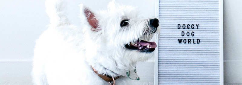 5 Tips on How to Care for Your Dog’s Skin 5 Tips on How to Care for Your Dog’s Skin