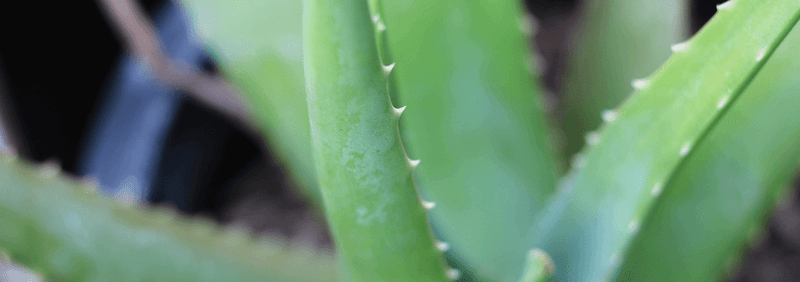 Our Top Aloe Vera Uses