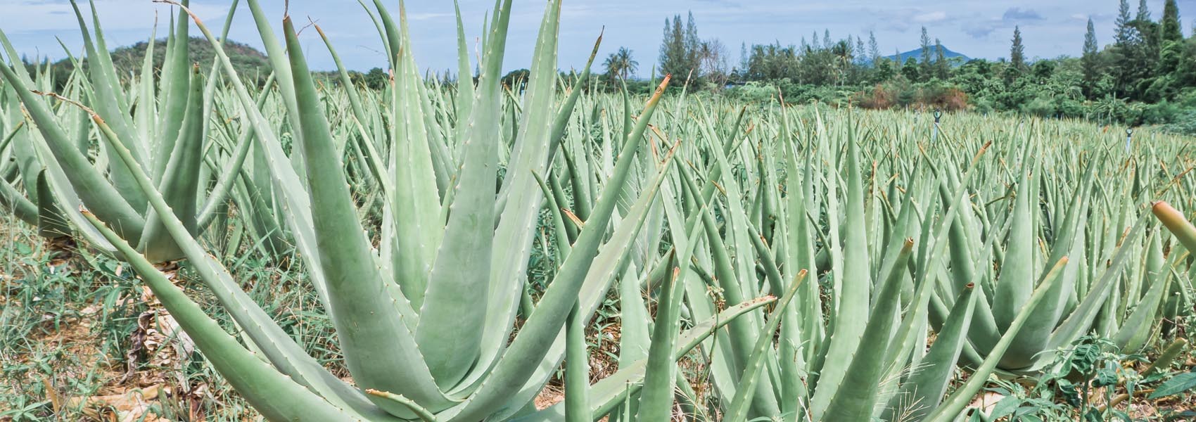 Your Go-To Summer Skincare Ingredient: Aloe Vera