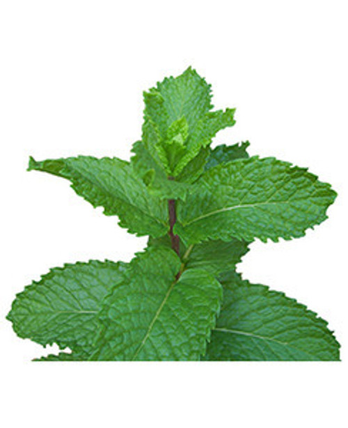 Peppermint EO003